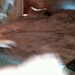 Online now starrlettaneo1